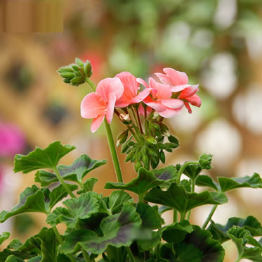 天竺葵庭院陽臺(tái)盆花卉栽香草植物天使之眼帶花植物盆景